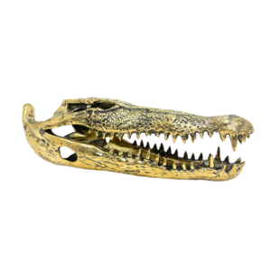 Crocodile Skull Bronze